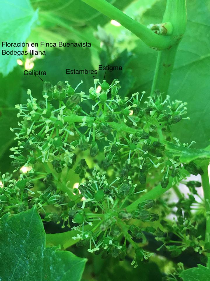 Floracion-Buenavista-Bodegas-Illana