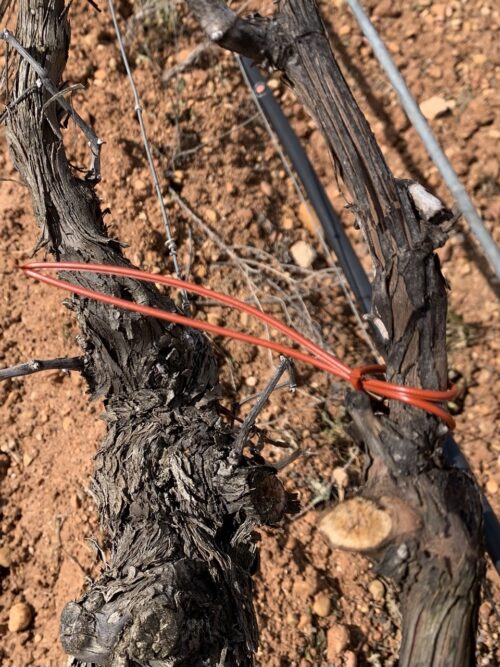 Confusión sexual en viñedo Bodegas Illana confusión sexual en viñedo ecológico