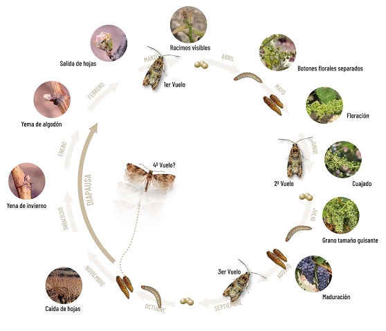 El ciclo de la polilla del racimo