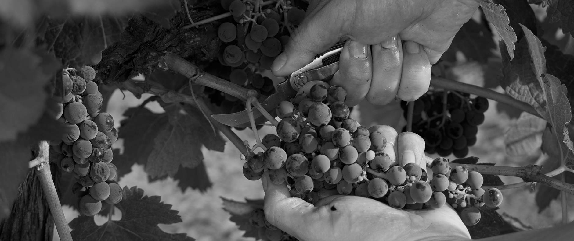 vendimia bodegas illana