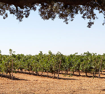 vinedo-bodegas-illana